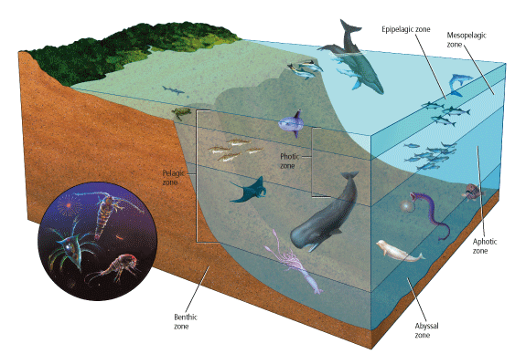 Look at the various zones in this ocean ecosystem. Of the zones shown here, 